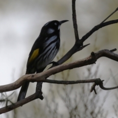 Phylidonyris novaehollandiae at Gordon, ACT - 12 Aug 2024