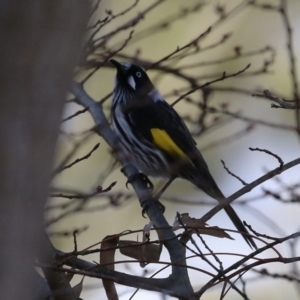 Phylidonyris novaehollandiae at Gordon, ACT - 12 Aug 2024