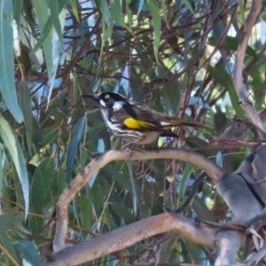 Phylidonyris novaehollandiae at Gordon, ACT - 12 Aug 2024