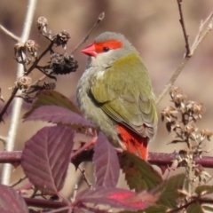 Neochmia temporalis (Red-browed Finch) at Gordon, ACT - 12 Aug 2024 by RodDeb