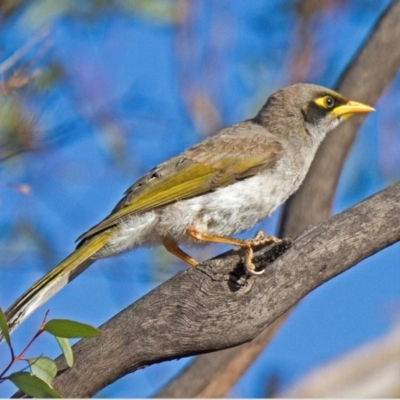 Manorina melanotis (Black-eared Miner) by MichaelBedingfield