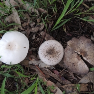 Agaricus sp. at Conder, ACT - 10 Jan 2024