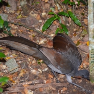 Menura novaehollandiae at Jamberoo, NSW - 12 Aug 2024