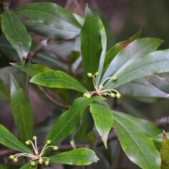 Tasmannia insipida (Brush Pepperbush, Dorrigo Pepper) at Jamberoo, NSW - 12 Aug 2024 by plants