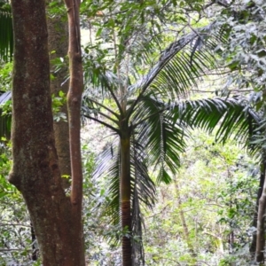 Archontophoenix cunninghamiana at Jamberoo, NSW - 12 Aug 2024