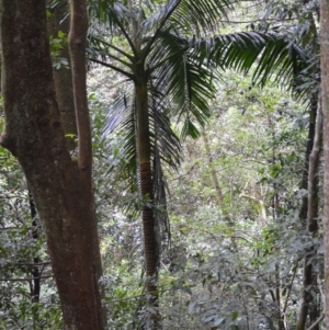 Archontophoenix cunninghamiana at Jamberoo, NSW - 12 Aug 2024