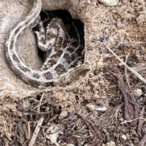 Tympanocryptis osbornei at Dry Plain, NSW - suppressed