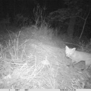 Vulpes vulpes at Penrose, NSW - 10 Aug 2023