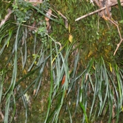 Haplopteris elongata (Tape Fern) at Jamberoo, NSW - 12 Aug 2024 by plants