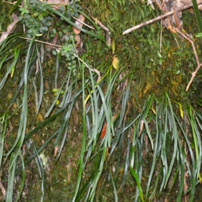 Haplopteris elongata (Tape Fern) at Jamberoo, NSW - 13 Aug 2024 by plants