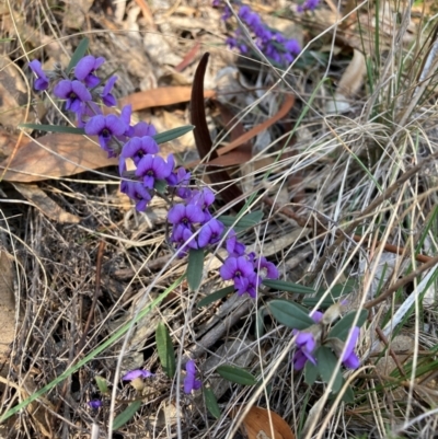 Hovea heterophylla (Common Hovea) at Watson, ACT - 12 Aug 2024 by waltraud