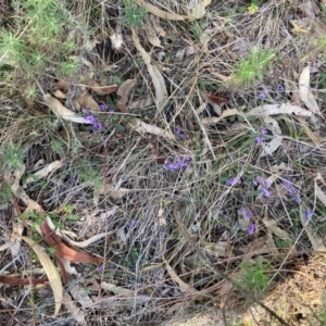 Hovea heterophylla at Watson, ACT - 12 Aug 2024 02:11 PM