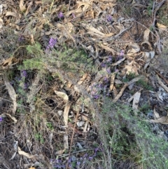 Hovea heterophylla at Watson, ACT - 12 Aug 2024 02:11 PM