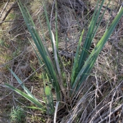 Dianella revoluta var. revoluta (Black-Anther Flax Lily) at Watson, ACT - 12 Aug 2024 by waltraud