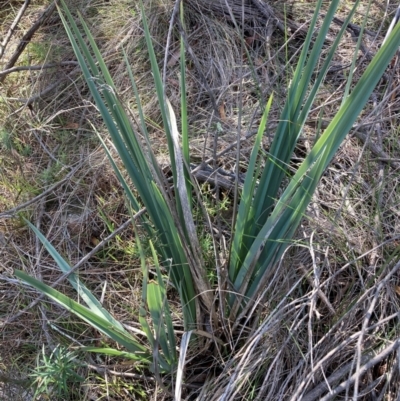 Dianella revoluta var. revoluta (Black-Anther Flax Lily) at Watson, ACT - 12 Aug 2024 by waltraud