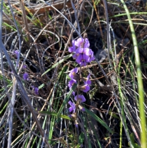 Hovea heterophylla at Aranda, ACT - 12 Aug 2024