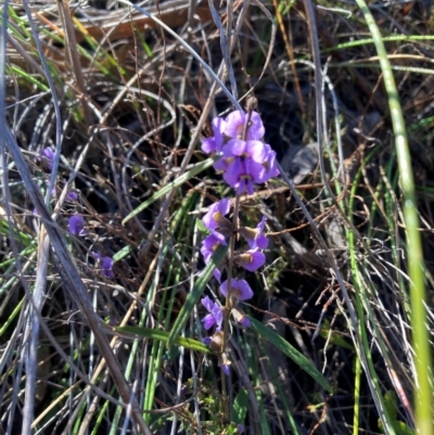 Hovea heterophylla (Common Hovea) at Aranda, ACT - 12 Aug 2024 by Jenny54