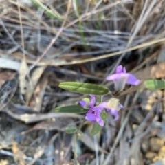 Hovea heterophylla at Aranda, ACT - 12 Aug 2024