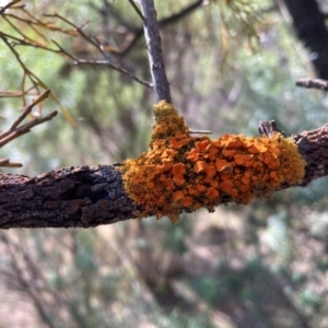 Teloschistes sp. (genus) at Watson, ACT - 12 Aug 2024