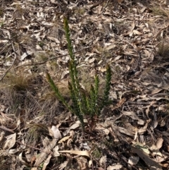 Styphelia triflora (Five-corners) at Watson, ACT - 12 Aug 2024 by waltraud