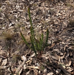 Styphelia triflora at Watson, ACT - 12 Aug 2024 12:28 PM