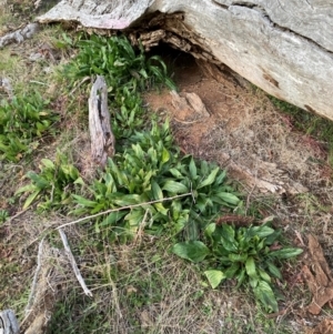 Echium plantagineum at Watson, ACT - 11 Aug 2024