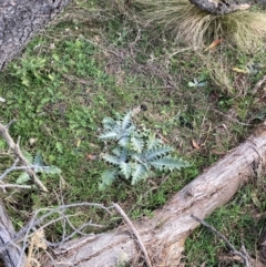 Onopordum acanthium (Scotch Thistle) at Watson, ACT - 11 Aug 2024 by waltraud