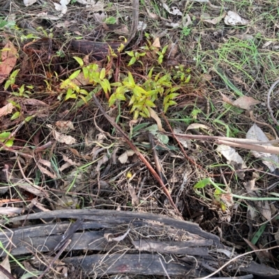 Asparagus asparagoides (Bridal Creeper, Florist's Smilax) at Watson, ACT - 12 Aug 2024 by waltraud