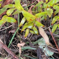 Asparagus asparagoides at Watson, ACT - 12 Aug 2024 12:44 PM