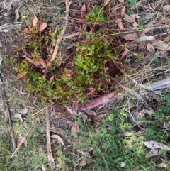 Asparagus asparagoides at Watson, ACT - 12 Aug 2024 12:44 PM