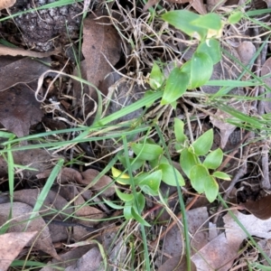 Asparagus asparagoides at Watson, ACT - 12 Aug 2024