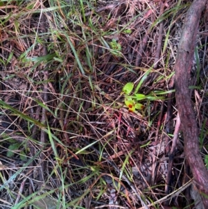 Asparagus asparagoides at Watson, ACT - 12 Aug 2024