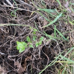 Asparagus asparagoides at Watson, ACT - 12 Aug 2024 01:43 PM