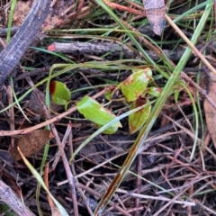 Asparagus asparagoides at Watson, ACT - 12 Aug 2024 01:43 PM