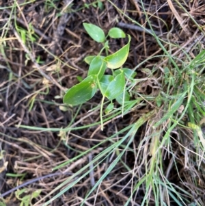 Asparagus asparagoides at Watson, ACT - 12 Aug 2024 01:56 PM