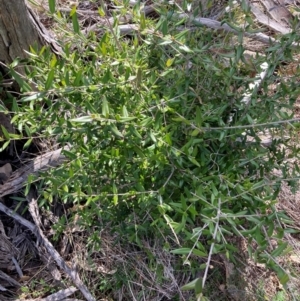 Olea europaea subsp. cuspidata at Watson, ACT - 12 Aug 2024