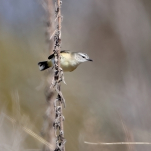 Acanthiza chrysorrhoa at Rendezvous Creek, ACT - 11 Aug 2024