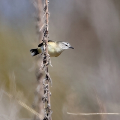 Acanthiza chrysorrhoa (Yellow-rumped Thornbill) at Rendezvous Creek, ACT - 11 Aug 2024 by jb2602