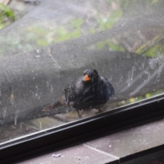 Turdus merula (Eurasian Blackbird) at Greenleigh, NSW - 13 Aug 2024 by LyndalT