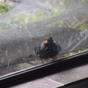 Turdus merula at Greenleigh, NSW - 13 Aug 2024