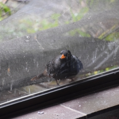 Turdus merula (Eurasian Blackbird) at Greenleigh, NSW - 13 Aug 2024 by LyndalT