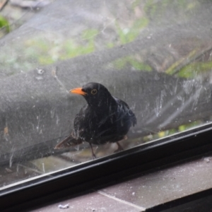 Turdus merula at Greenleigh, NSW - 13 Aug 2024