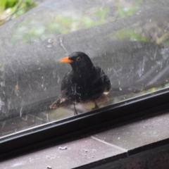 Turdus merula at Greenleigh, NSW - 13 Aug 2024 10:15 AM