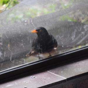 Turdus merula at Greenleigh, NSW - 13 Aug 2024