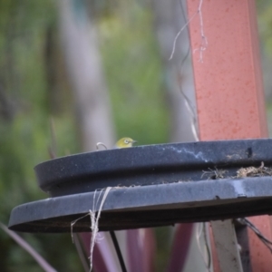 Zosterops lateralis at Greenleigh, NSW - 11 Aug 2024