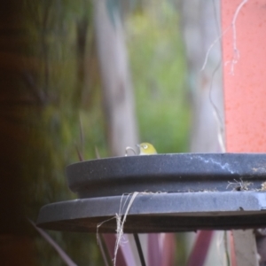 Zosterops lateralis at Greenleigh, NSW - 11 Aug 2024