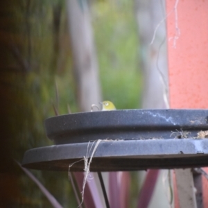 Zosterops lateralis at Greenleigh, NSW - 11 Aug 2024