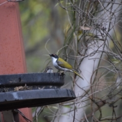 Melithreptus lunatus (White-naped Honeyeater) at Greenleigh, NSW - 11 Aug 2024 by LyndalT