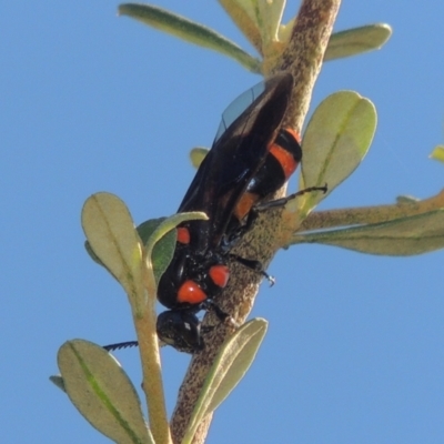 Pterygophorus cinctus (Bottlebrush sawfly) at Conder, ACT - 10 Jan 2024 by MichaelBedingfield