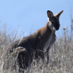 Notamacropus rufogriseus (Red-necked Wallaby) at Rendezvous Creek, ACT - 11 Aug 2024 by jb2602